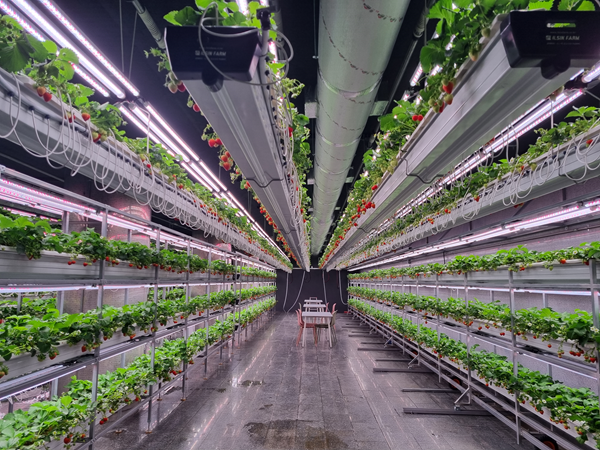 15년 방치 지하보도, 첨단 농장으로… 대전시 ‘지하보도 스마트팜’ 개장 기사 이미지