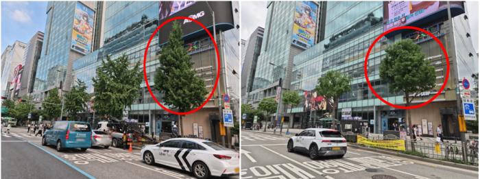 서울시는 ‘그늘보행권’, 마포구는 ‘가로수 패션’…엇갈린 가로수 정책