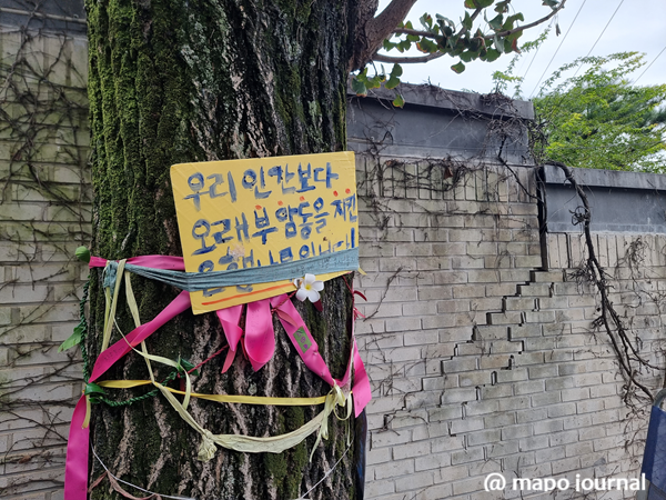 도로와 담벼락 사이, 은행나무 한 그루가 던진 질문